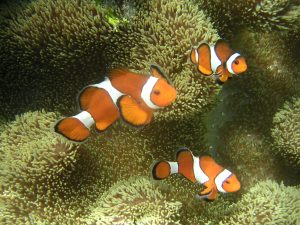      Anemonefish