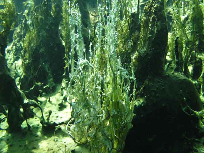 Возраст водоросли